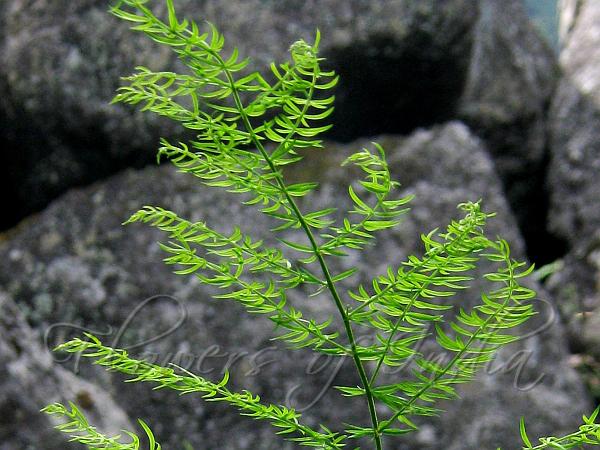 Fern Asparagus